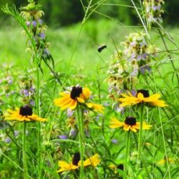 WildFlowers