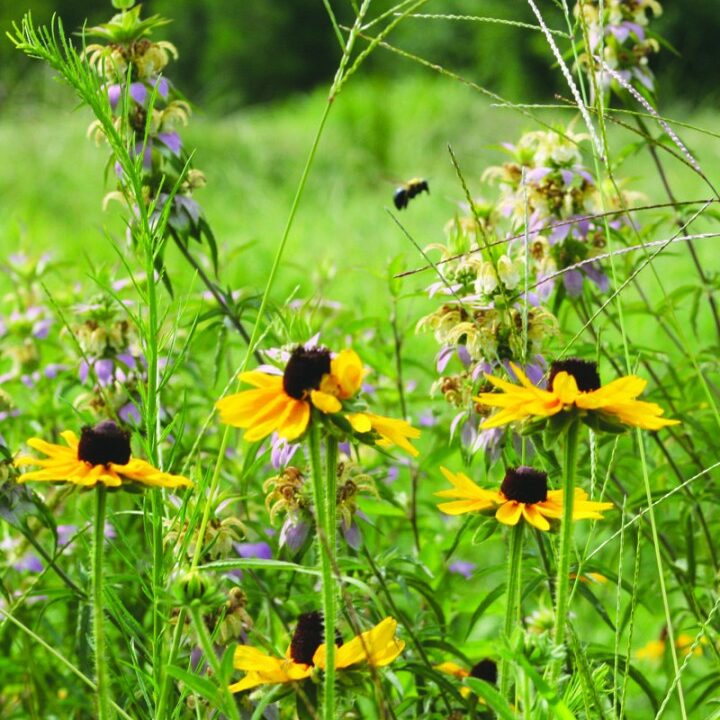 WildFlowers